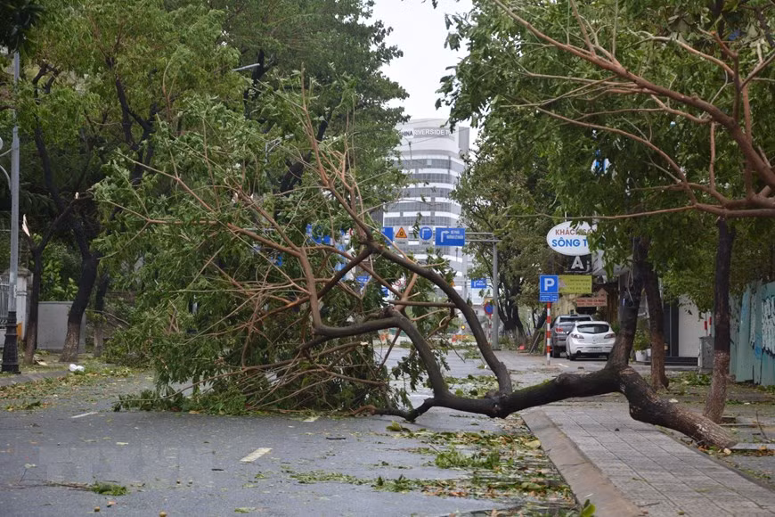 Le typhon Noru laisse dans son sillage des arbres abattus. Photo: VNA