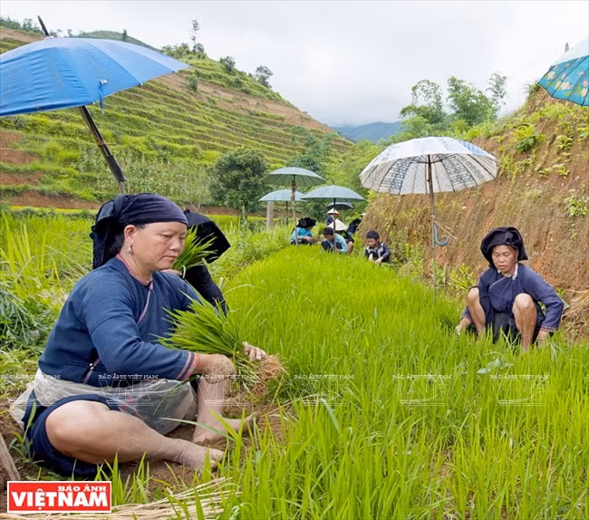 Les H’mông préparent les plants de riz pour une nouvelle saison sur les cultures en terrasses. 