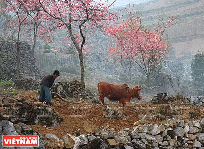 Un H’mông laboure ses terres à Dông Van.