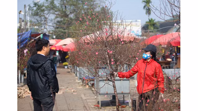 Les fleurs de pêcher sont apparus sur le marché de Quang Ba. Une branche coûtait 700 000 dôngs début janvier.