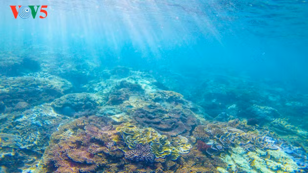Des spécimens de roche de Ganh Yen ont été envoyés aux Pays-Bas pour des analyses, en vue d’une éventuelle inscription de cette côte et de l’île de Ly Son sur la liste des parcs géologiques de la province, puis de l’UNESCO. 