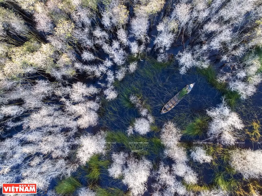 Au milieu d'un forêt de cajeputiers 