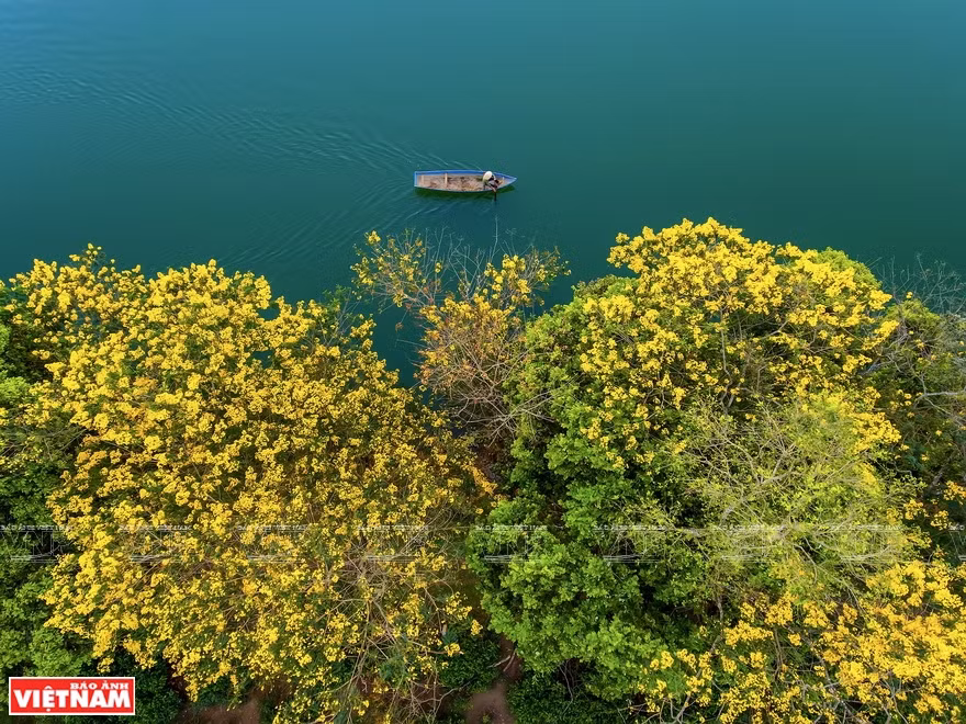 La saison de fleurs jaunes dans la province d'An Giang 