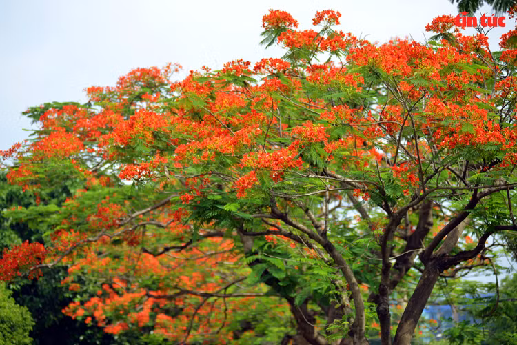 Les rues sont sublimées l'été par le rouge des fleurs de flamboyants. Photo: VNA