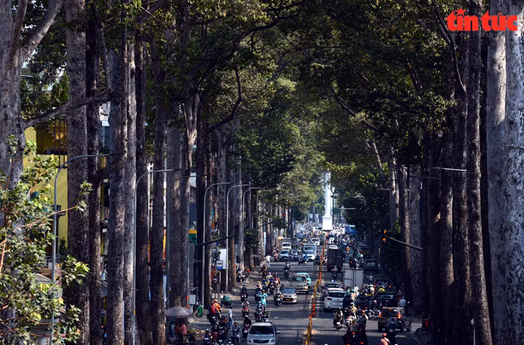 Sous la chaleur intense d’Hô Chi Minh-Ville, les rues bordées d’arbres aident les habitants à se sentir plus à l’aise. Photo : baotintuc.vn