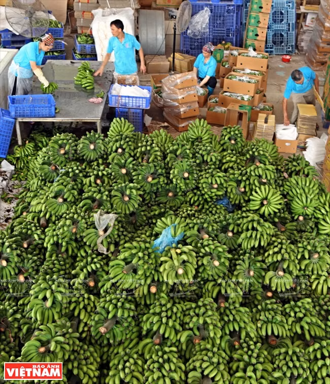 Les régimes de bananes sont lavés et emballés dans les locaux de la société Thuân Tam Thanh (3T). 