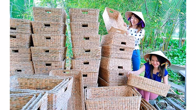  Le tissage de paniers en jacinthe d’eau, une plante aquatique disponible dans la campagne vietnamienne, constitue une source de revenus supplémentaire pour des milliers de personnes dans la commune de Ninh Quoi, district de Hong Dan, province de Bac Liêu (au Sud).