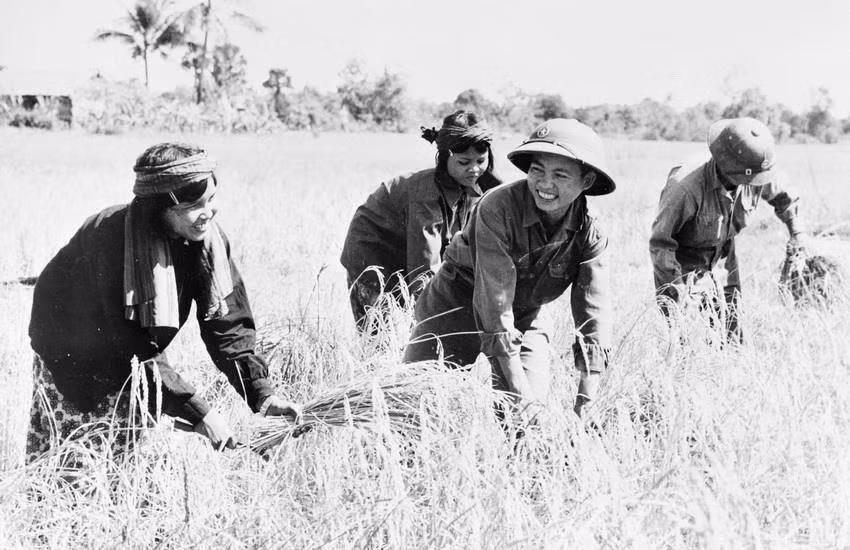 Une équipe de volontaires vietnamiens aide les Cambodgiens à récolter du riz.