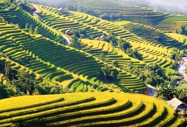 Les rizières en terrasses apportent non seulement la prospérité à la population locale, mais créent également une belle image de la nature lors de la saison du riz. En raison des conditions météorologiques difficiles, les habitants ne font qu’une récolte par an. Par conséquent, les visiteurs ne peuvent qu'admirer la beauté charmante des champs en terrasses de Hoàng Su Phi en automne.