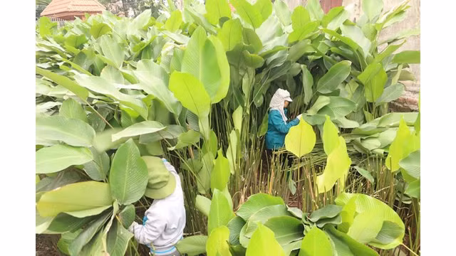 Le village de Tràng Cat, commune de Thanh An, district de Thanh Oai, en banlieue de la ville de Hanoi, compte à l’heure actuelle plus de 300 foyers cultivant des Stachyphrynium placentarium dont les feuilles servent à préparer les « banh chung » à l’occasion du Têt traditionnel.