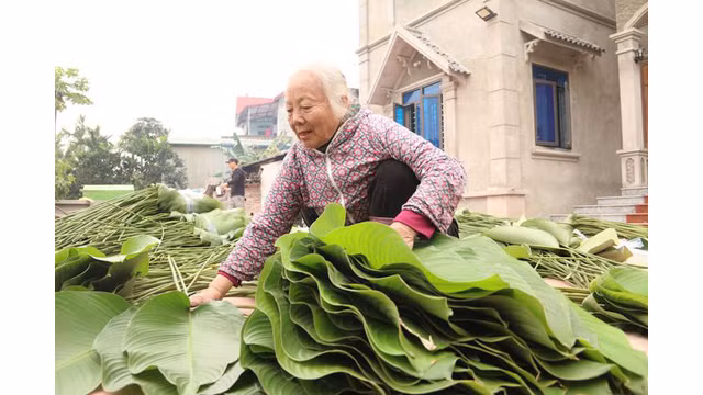es habitants du village de Tràng Cat classent les feuilles dong après la récolte.