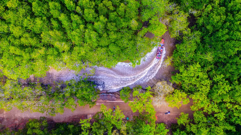 Les touristes visitent la mangrove de Rung Sac en canot. 