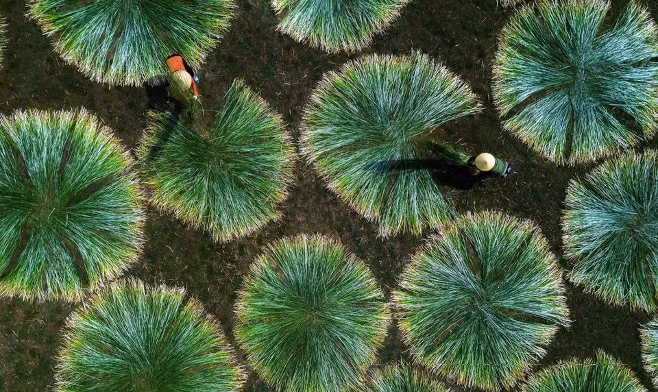 Les femmes en chapeaux coniques sèchent le carex au soleil.