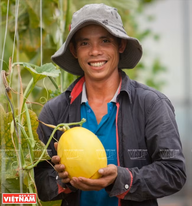  La culture high-tech du melon est un modèle économique efficace qui est multiplié dans la province de Tây Ninh. 