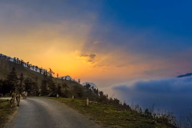 Le col d’Ô Quy Hô a une route longue et sinueuse, sur la Nationale 4D, dont les deux tiers appartiennent au district de Tam Duong, province de Lai Châu, et le tiers restant à Sa Pa, province de Lào Cai.