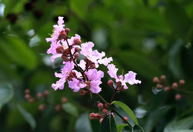 Début mai, on voit partout dans les rues de la capitale Dao Tan, Hoang Quoc Viet, Kim Ma, Tran Thai Tong, Nguyen Thai Hoc, Tho Nhuom, Đinh Tien Hoang… la couleur mauve des fleurs de Bang Lang qui fleurissent souvent en grappes de 20 cm à 40 cm. Leur feuillage est épais et luisant.