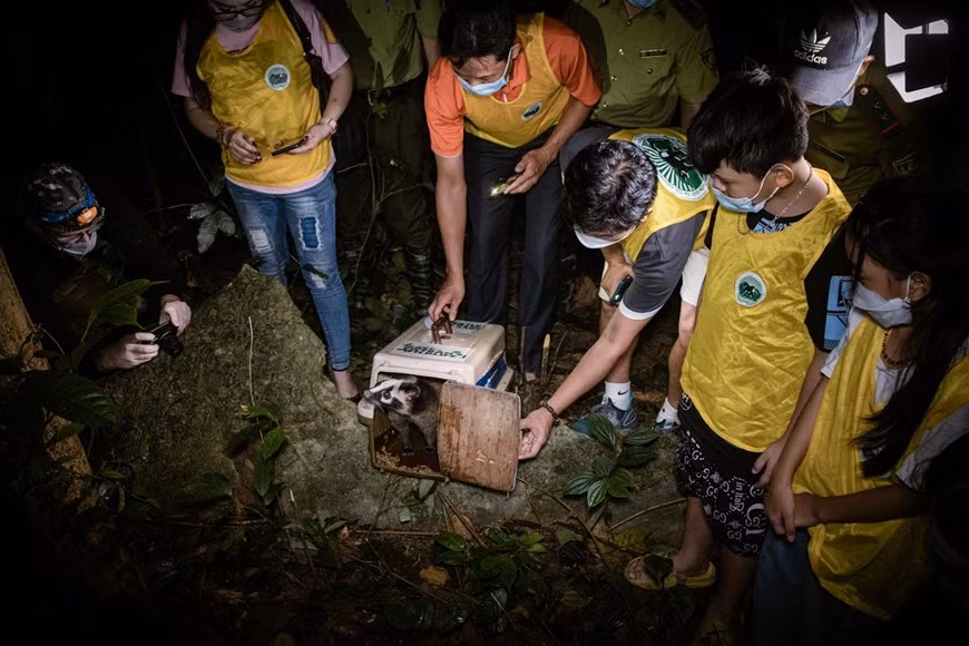 Quelque 1.132 individuels d’espèces sauvages ont été sauvés dans l’ensemble du pays en 2020 grâce à l'engagement des citoyens et des organes juridiques compétents, selon l'ONG Éducation pour la nature – Vietnam (EVN). Sur ce total, il y a 436 oiseaux, 362 individus de tortues, 120 individus de singes, 15 individus de tortues marines. Notamment, en octobre 2020, sept ours sauvés dans la province méridionale de Binh Duong, ont été transférés au Centre de secours des ours de Ninh Binh, ce qui a porté le nombre total d'ours sauvés en 2020 à 32 individus. Jusqu'à 2.907 infractions liées à la faune ont également été détectées, dont 1.956 impliquées dans la publicité et la vente illégales, 863 impliqués dans la détention illégale et 98 impliqués dans le trafic illégal d'espèces sauvages. Photo : VietnamPlus