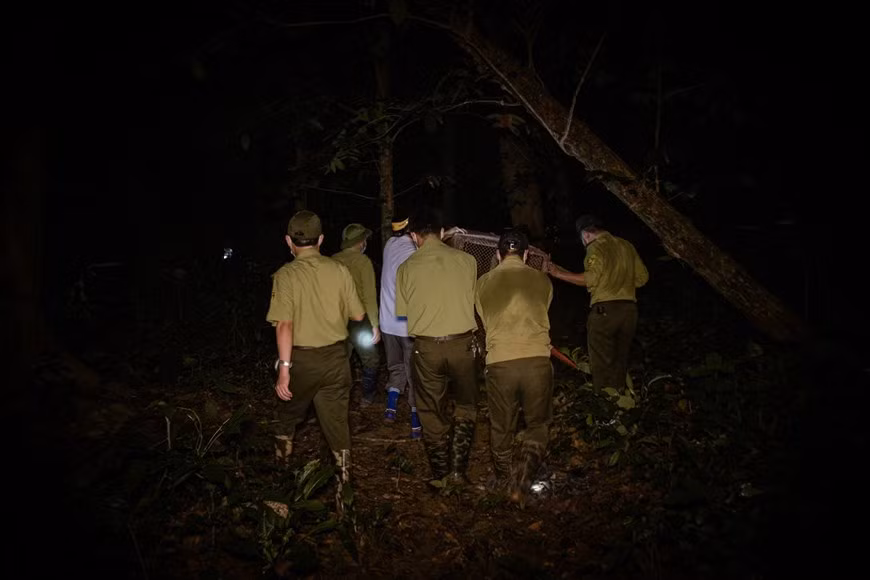 Le Fonds mondial pour la nature (WWF) a appelé les décideurs politiques à inclure les interventions nécessaires pour lutter contre les principaux moteurs des épidémies de zoonoses dans leurs plans de prévention des pandémies. La protection des forêts et la fermeture des marchés d’animaux sauvages, par exemple, aidera à rétablir la faune sauvage et à maintenir la biodiversité locale et mondiale qui aidera naturellement à réguler les maladies, ainsi qu’à assurer une utilisation durable des ressources naturelles. Pour soutenir la lutte contre l’épidémie de Covid-19, il est fortement recommandé aux citoyens de ne pas acheter, ni vendre ni consommer de produits de la faune. Photo : VietnamPlus