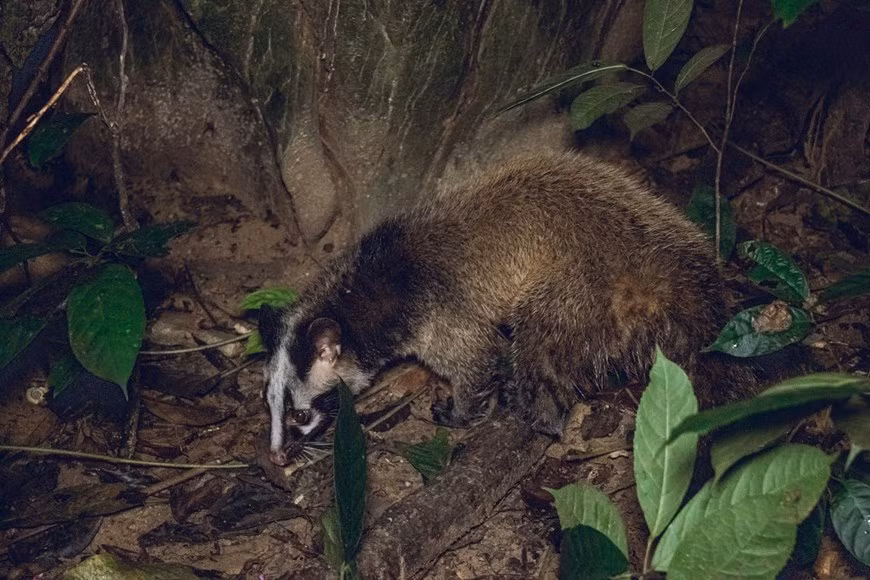 Le Centre de sauvetage et de conservation des espèces sauvages précieuses du Parc national de Cuc Phuong, créé en 1993, est l'un des premiers centres de sauvetage des animaux au Vietnam et l'un des plus grands centres de sauvetage des primates en Asie du Sud-Est. Il s'agit d'un projet à but non lucratif visant le sauvetage, la réhabilitation, l'élevage, la recherche et la conservation d'espèces de primates menacées d'extinction au Vietnam. À l'heure actuelle, ce Centre dispose de plus de 48 grands enclos, deux zones semi-sauvages clôturées électriquement (une de 2 hectares et une de 5 hectares). Les zones semi-sauvages sont construites pour préparer les animaux qualifiés à être relâchés dans la nature. Ils aident également les chercheurs à étudier le comportement des primates passant de la captivité à une zone semi-sauvage. Il existe des enclos avec des logements chauffés spécialement conçus pour les espèces de primates du Centre et du Sud Vietnam. Photo : VietnamPlus