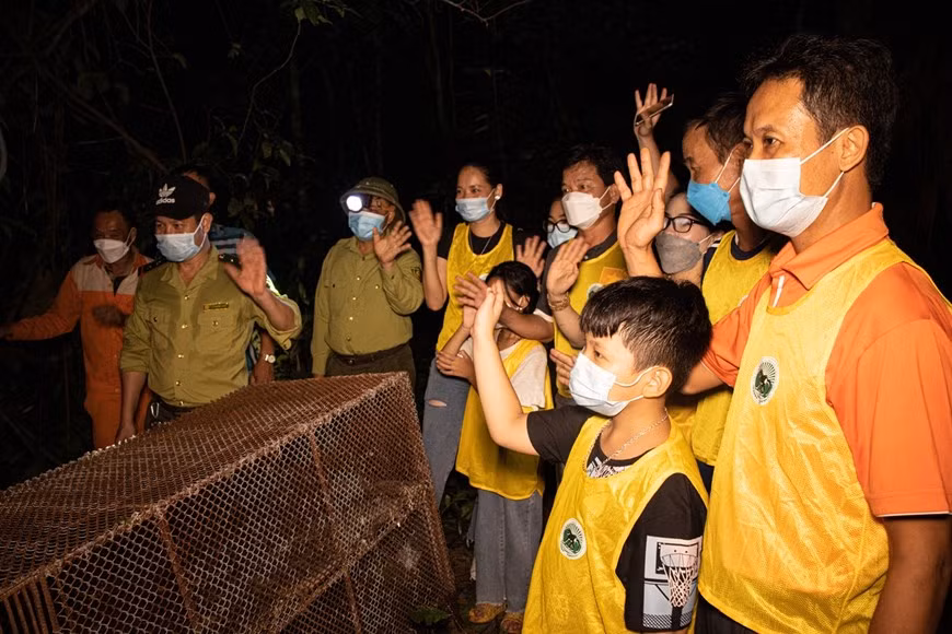 Dans la nuit la de la Fête de la Mi-automne, le Parc national de Cuc Phuong a organisé un programme de relâche d'animaux sauvages après avoir été secourus dans la nature. Ces dernières années, la chasse, le commerce et le transport illégaux d'animaux sauvages sont encore assez compliqués. Cela provoque une perte de biodiversité et affecte les écosystèmes forestiers, affectant directement la vie de l'homme. Le Centre d'éducation pour la nature (ENV) a indiqué qu'en mai 2021, 157 animaux sauvages avaient été sauvés grâce à des informations communiquées via sa ligne téléphonique d’urgence, ainsi qu'à des actions drastiques des organes compétents. Les animaux sauvés comprenaient 127 tortues, 16 singes, 5 oiseaux, 4 loris, 2 chats sauvages, 2 cobras royaux et un ours. Photo : VietnamPlus