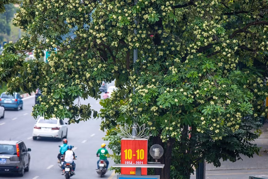 Les fleurs d’alstonia participent au charme de l’automne hanoïen. Leur odeur forte et âcre est vraiment différente des autres fragrances florales qui embaument la capitale. Photo : VNA