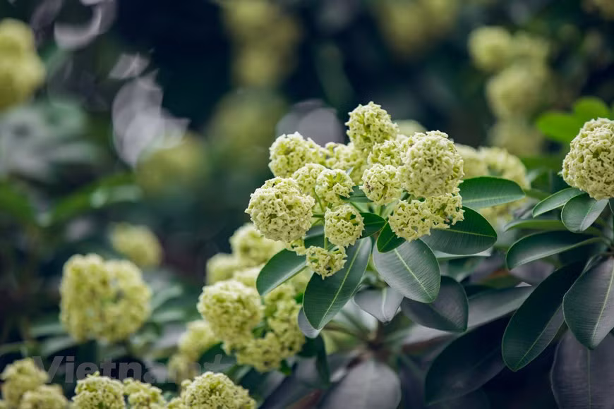 Les Hanoïens appellent par ailleurs l’automne «la saison des fleurs de lait (alstonia scholaris)». Les arbres d’où elles fleurissent se trouvent le long des rues de la capitale, et il faut se rendre à celles de Quan Thanh, Quang Trung et Nguyên Du pour trouver les plus vieux spécimens. Leur parfum est si intense, particulièrement du coucher du soleil jusqu’à tard dans la nuit. Photo : VNA