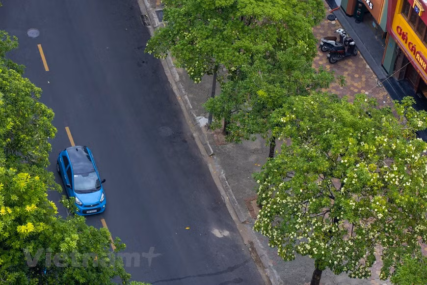 Le parfum entêtant des fleurs d’Alstonia marque les esprits. "Hanoï est vraiment des plus belles à cette période de l’année, lorsque les fleurs de lait éclosent. De nombreuses rues sont immergées dans leur parfum suave et unique. Photo : VNA