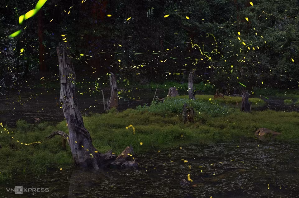 Fête des lumières dans la jungle. Photo: vnexpress 