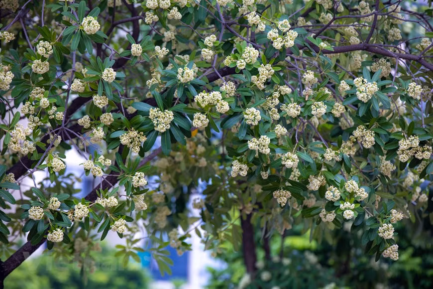 Les fleurs de lait s’inscrivent dans l’esprit de chacun lorsque l’on se met à penser à Hanoï avec nostalgie". Photo : VNA