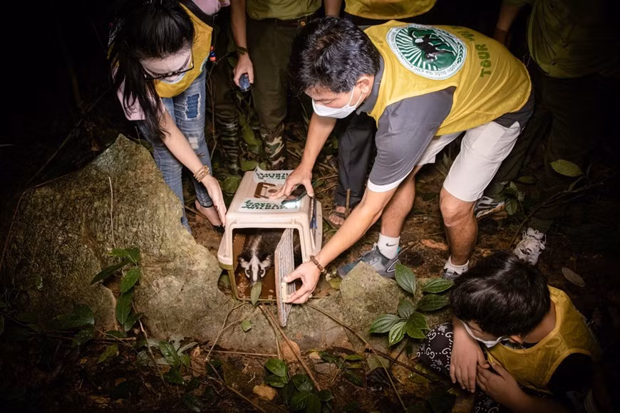 Les enfants de nombreux gardes forestiers qui travaillent jour et nuit pour protéger la nature, notamment les forêts- « poumons verts » du pays, ont assisté à l’événement pour relâcher des animaux sauvages en bonne santé au parc national de Cuc Phuong qui se trouve à 120 km au sud-ouest de Hanoï. À cheval sur les provinces de Hoà Binh, Ninh Binh (Nord) et Thanh Hoa (Centre), le parc national est situé à 60 km de la mer et couvre une superficie de plus de 25.000 ha. Sa forêt primitive a été découverte en 1960. Cuc Phuong est inscrit sur la liste des parcs nationaux en 1962. Il abrite la grotte Dan Dan, la grotte de l’homme ancien, une source thermale à 38°C, un parashoréa et un pancovier centenaires, hauts de 50 à 70 m. Photo : VietnamPlus
