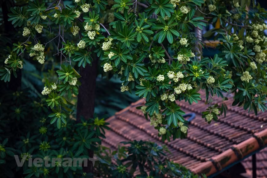 Blanches comme du lait, d’où leur nom, «hoa sua», littéralement «fleur de lait », en français, elles n’éclosent qu’à cette période. Photo : VNA