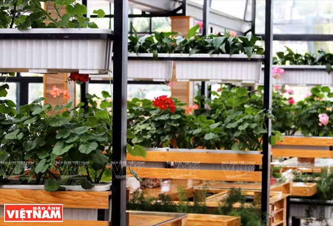 Le café Green Box est situé au sein d’une ferme de fleurs et légumes.