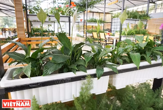Les plantes sont omniprésentes.