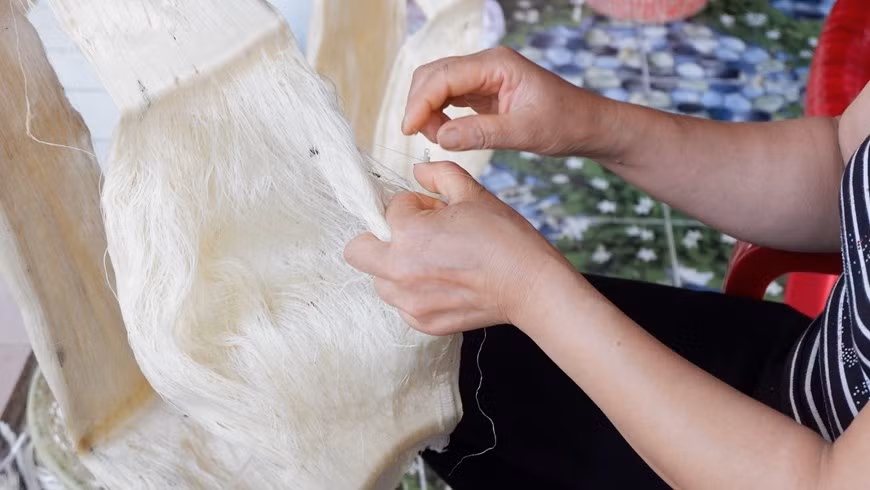 Selon les anciens du village, la sériciculture existe ici depuis longtemps. Ce métier est transmis de génération en génération. Pendant la domination française, le fil de soie de Cô Chât était si bien connu que les Français construisirent une usine au début du 20e siècle en vue d'exploiter les compétences des villageois et les grands potentiels de la sériciculture le long de la rivière Ninh. Avant 1945, les marchands d'autres régions du pays venaient au village pour acheter des fils puis les revendaient à Do Chè- un port animé de Nam Dinh. En 1942, le gouvernement féodal a organisé une foire à Thang Long (Hanoï actuelle) pour attirer les meilleurs artisans du pays. Cette année-là, Pham Ruân, un tisserand de Cô Chât, a apporté son fil de soie à la foire et a remporté le grand prix. Photo: Vietnamplus