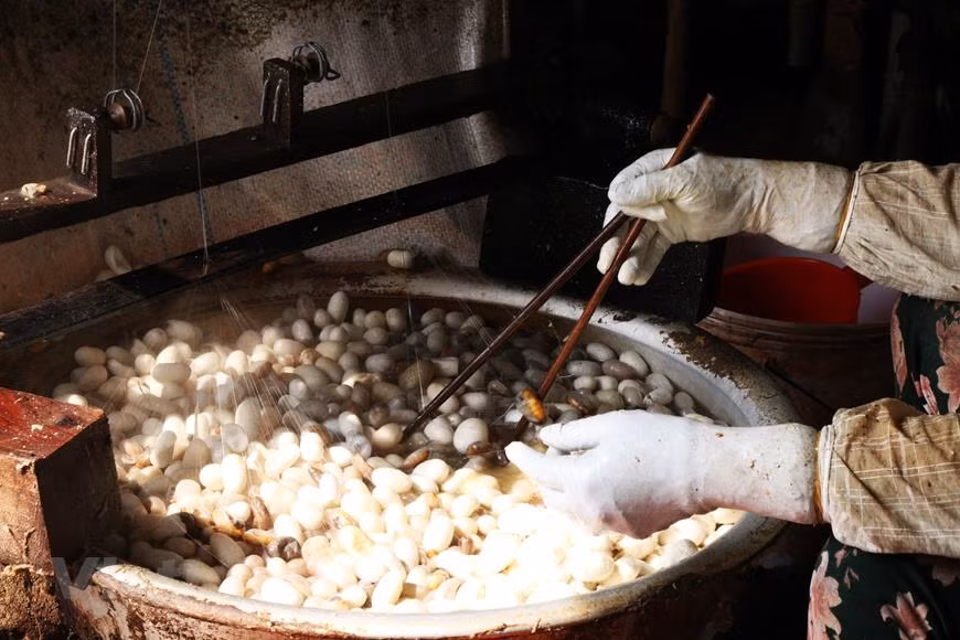 Il faut compter environ 30 jours de la naissance des vers jusqu'à ce qu'ils fassent des cocons, blancs ou jaunes. La filature consiste à dévider le cocon afin d’en tirer le fil de soie. Pour trouver l'extrémité de chaque fil, on remue constamment les cocons avec un petit balai qui sert à accrocher les premiers fils de dévidage. Cet instrument était fait en bruyère ou en paille de riz. Pour la fabrication de la soie, la chrysalide doit être tuée sans abîmer le cocon. Les cocons sont donc étouffés dans des étuves de 70 à 80°C, puis trempés dans l'eau bouillante pour ramollir le grès. Le grès, aussi appelé séricine, est une matière qui entoure le fil de soie. Sa couleur dépend de la race du vers tandis que le fil de soie est toujours blanc. Photo: Vietnamplus