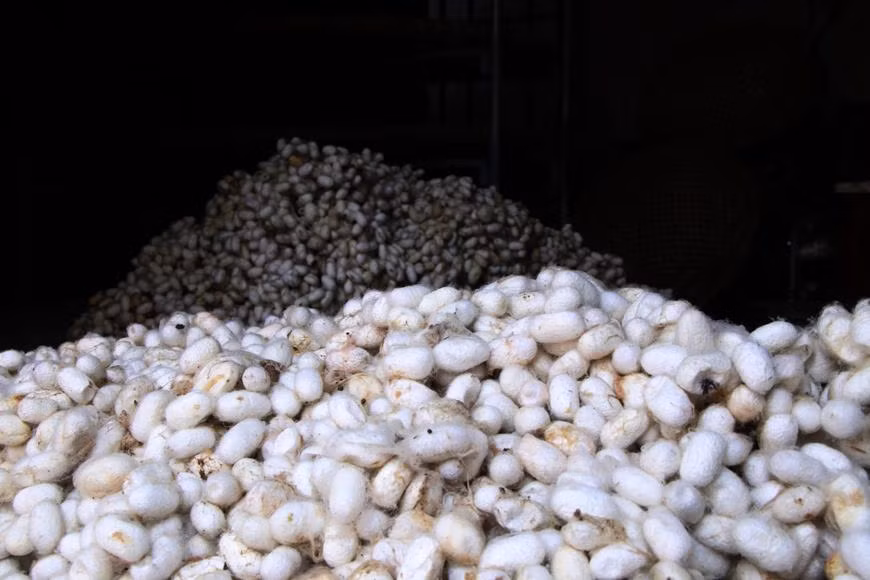 Le cycle de production de la soie peut être divisé en quatre étapes : la sériciculture et la récolte des feuilles de mûrier à l’élevage des vers ; la filature de la soie, c’est-à-dire le dévidage du fil formant le cocon en un écheveau de soie grège ; l’apprêt des fils (dévidage sur des bobines, moulinage, teinture, etc.) ; le tissage. La technique de dévidage des cocons au village de Cô Chât est célèbre et fait la différence entre le fil de soie de ce village et celui d'autres régions, ce qui aide ce village à maintenir ce métier de dévidage des cocons jusqu’à nos jours. Photo: Vietnamplus