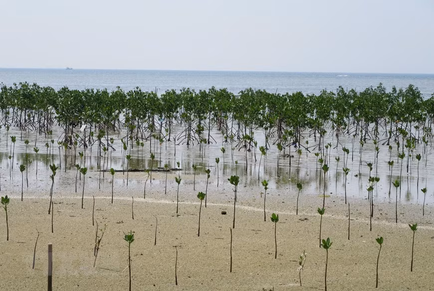 Plantation de mangroves dans la réserve mondiale de biosphère de Nui Chua. Photo: VNA