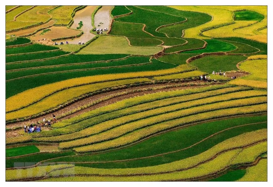 Le 18 octobre 2007, 500 ha de rizières en terrasses de Mu Cang Chai ont été classées Site pittoresque national par le ministère de la Culture, des Sports et du Tourisme. Photo: VNA 