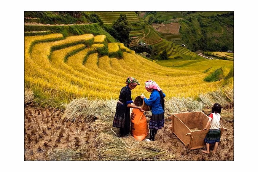 Les H'Mong récoltent le riz. Photo: VNA 