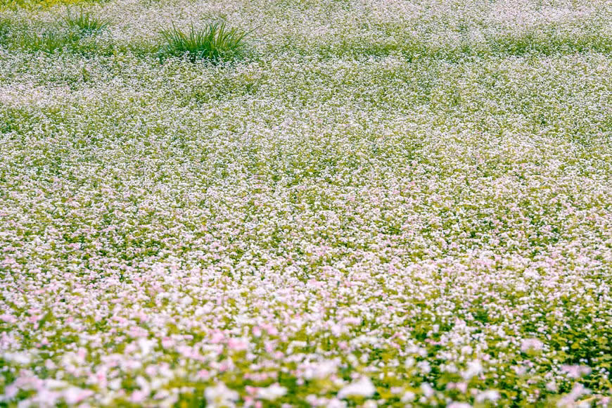 Lorsque les rizières en terrasses sont récoltées, toutes les collines se couvrent d'un pittoresque et romantique tapis de fleurs. Photo: VNA