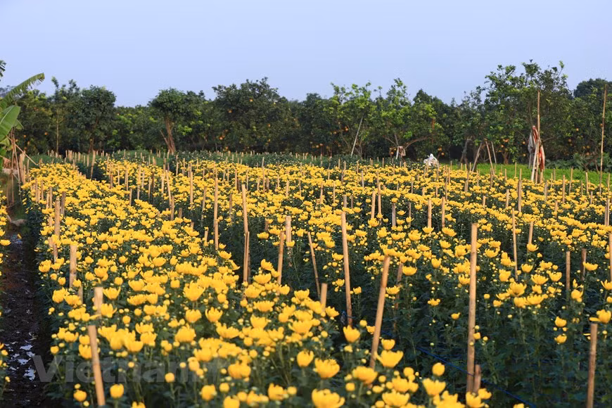 La récolte de chrysanthèmes pour la vente avant le Têt. Photo: Vietnam+