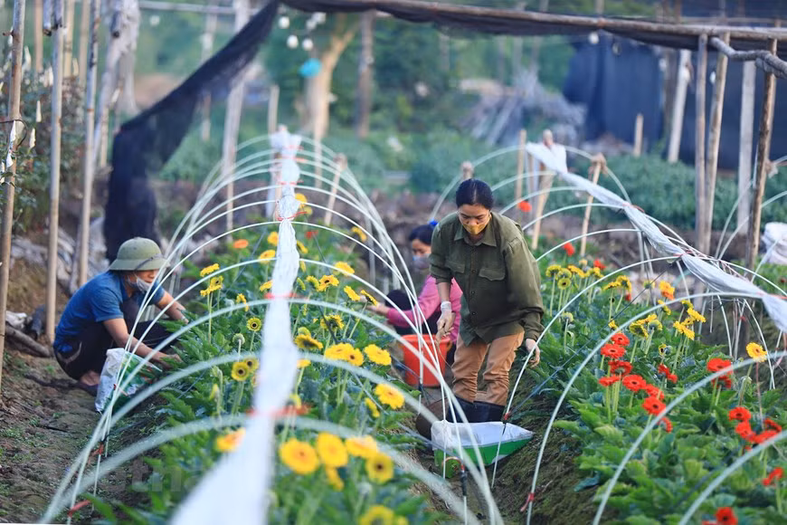 Là, des champs de différentes couleurs surgissent devant les yeux ébahis des visiteurs : jaune des chrysanthèmes, rouge des roses, orange des gerberas,…Quand le Têt approche s’y ajoutent des champs de violettes, de glaïeuls, de dahlias. Photo: Vietnam+