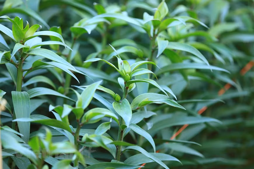 Un champ de fleurs de lys pour le Têt traditionnel est soigneusement protégé par une clôture autour. C'est la fleur « stratégique » des horticulteurs de Tây Tuu ces dernières années, car son prix est élevé. Ces derniers vont retarder la floraison de ces lys de sorte qu’ils fleurissent à l’approche du Têt traditionnel. Photo: Vietnam+