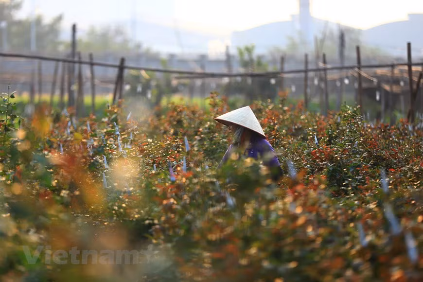 Lorsqu'elles sont à peine écloses, les roses sont les plus belles. Photo: Vietnam+