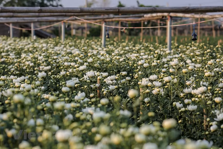 Des fleurs partout, au champ, dans le jardin, des couleurs éclatantes et des parfums enivrants… Dans ce village, le Têt est la saison de la prospérité. Photo: Vietnam+