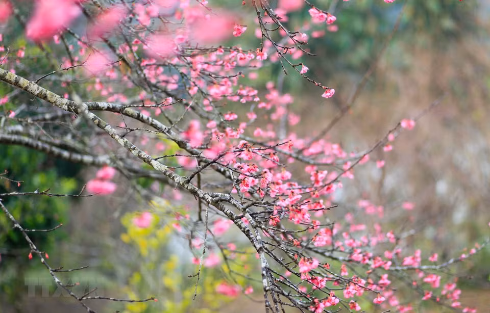 De magnifiques fleurs de pêcher. Photo : VNA