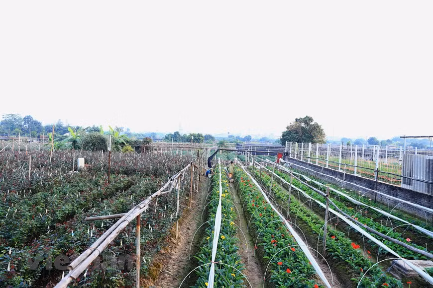 Afin de fournir aux clients de belles fleurs pour le Têt, tout le monde travaille d’arrache-pied du matin au soir. Photo: Vietnam+