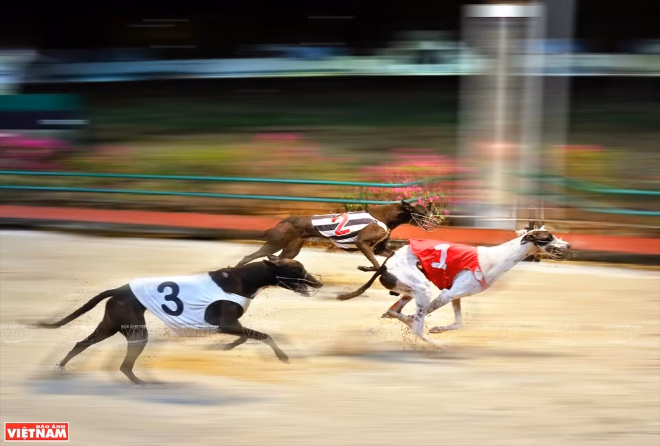 Les chiens sont des Greyhounds, une race australienne d’une vigueur et d’une endurance remarquables. 