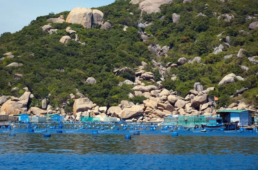 Les éperons rocheux et les collines considérés comme les velours pour recouvrir la surface de l’eau de la baie de Cam Ranh sont des conditions favorables à l’élevage des homards. 