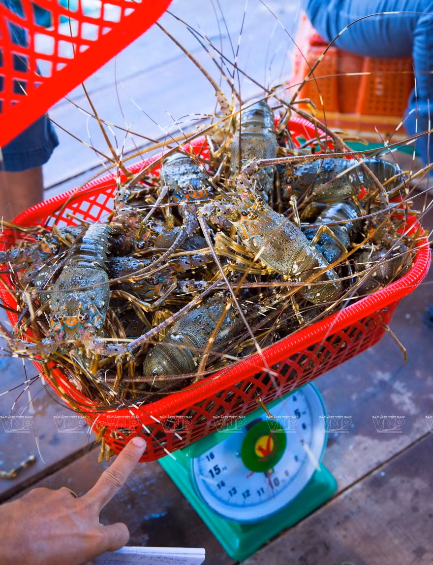 Actuellement, chaque homard d'un kg est vendu environ 2 millions de dôngs 